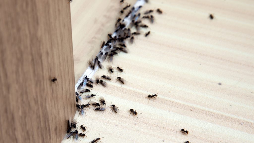 Ants in hotel
