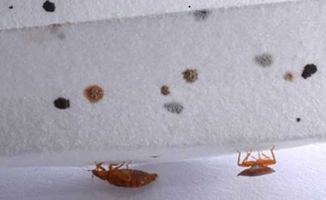 Common Pests in Hotels