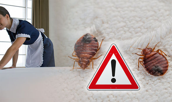 Ways to Tell If There Are Pests in Your Hotel