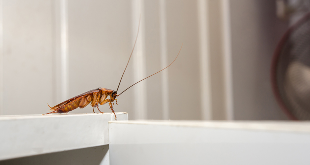 Essential Techniques For Implementing Effective Pest Control Measures In Hotels In Kuala Lumpur